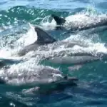 Um grupo de golfinhos nadando no oceano.