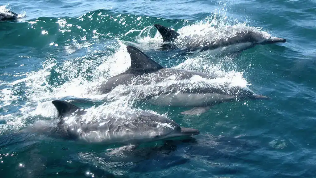 Um grupo de golfinhos nadando no oceano.